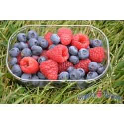 Jagodowy mix - jagodowy_mix_dla_zdrowia_i_urody[1].jpg